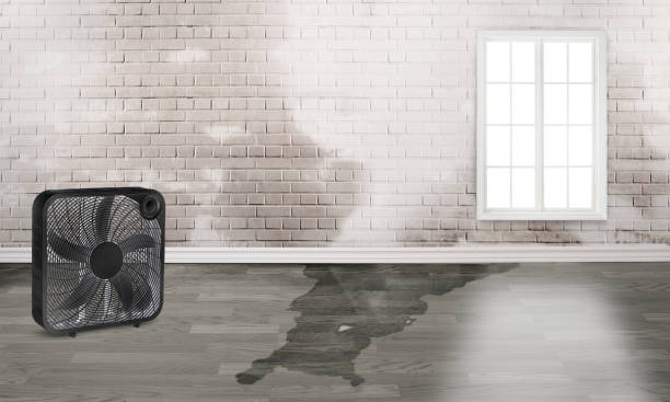 Best Flood restoration services  in Iowa City, IA